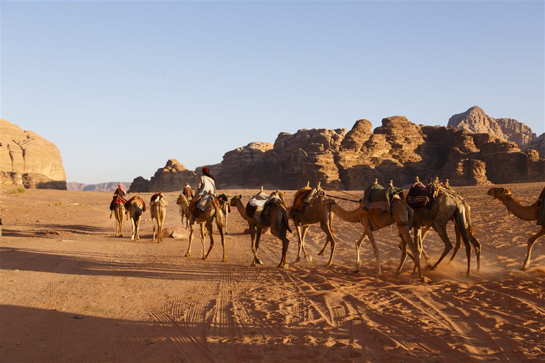 Camels in Jordan